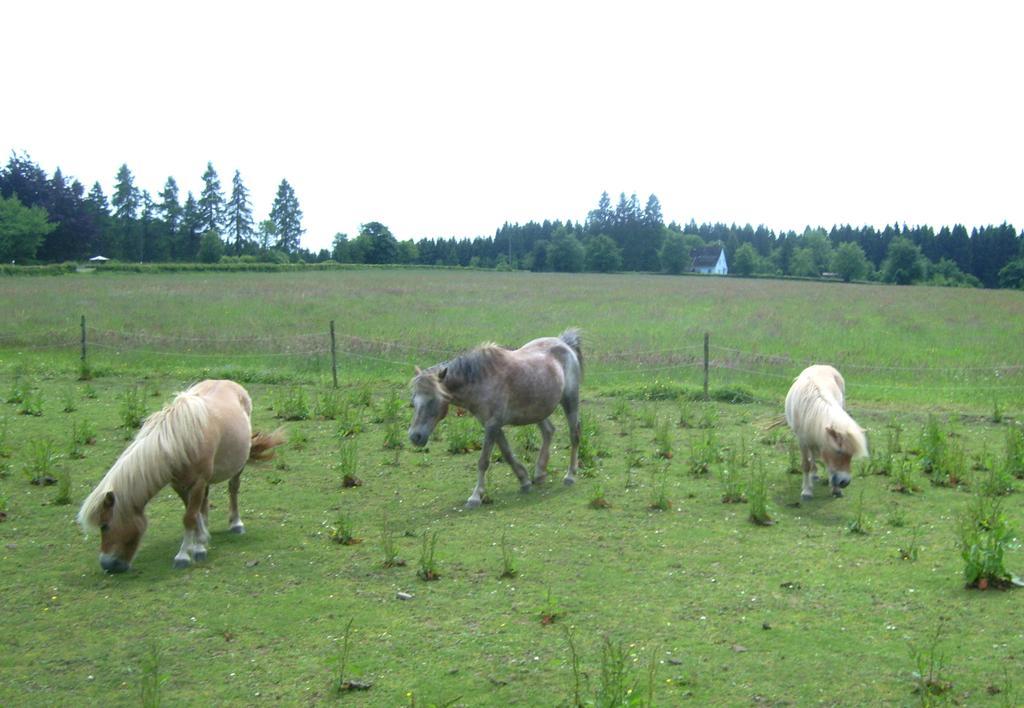 Farm Stay Heidehof Hellenthal Eksteriør billede