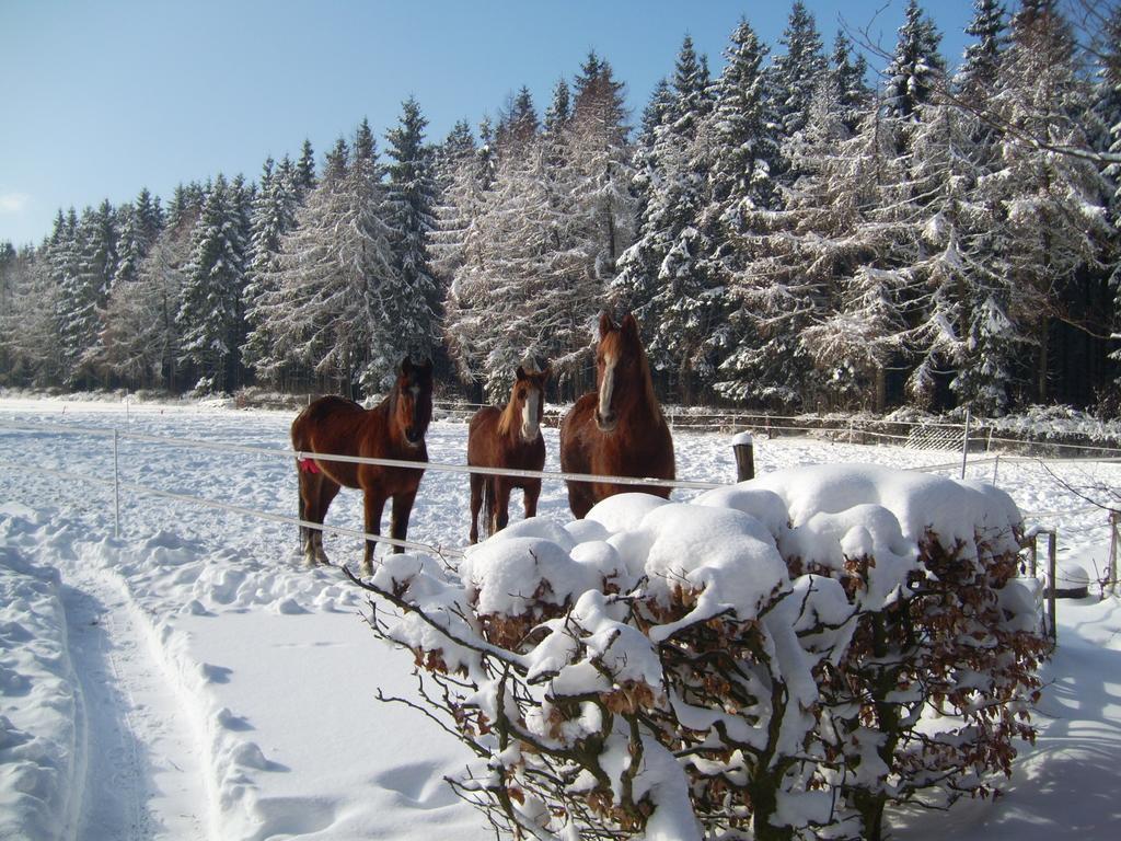 Farm Stay Heidehof Hellenthal Eksteriør billede